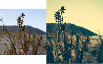 Lightroom: Revelado tipo Instagram