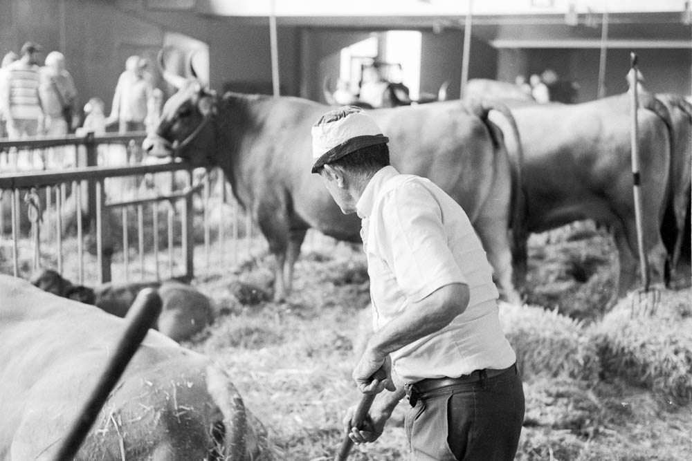 El grano en la fotografía